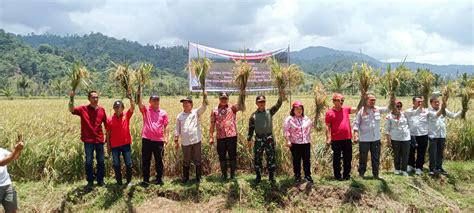 Bangga Dengan Petani Bupati Limi Panen Perdana Padi Organik