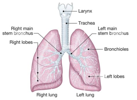 Basic Respiratory Flashcards Quizlet