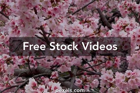 Pink Tokyo Videos, Download The BEST Free 4k Stock Video Footage & Pink ...