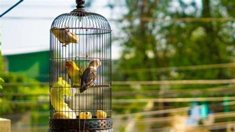 Arti Mimpi Burung Dalam Sangkar Jadi Pertanda Baik Atau Buruk Ini