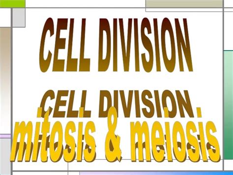 Ppt Cell Division Mitosis And Meiosis Powerpoint Presentation Free Download Id9714572