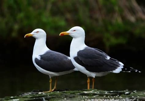 Birds That Look Like Seagulls Meet The Lookalikes