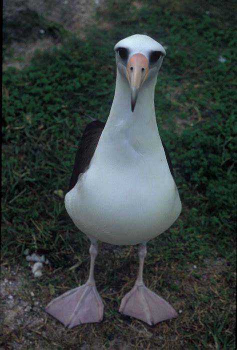 Kostenlose Bild Laysan Albatros Vogel Stehend Phoebastria Immutabilis