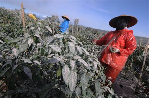 Harga Cabai Teropong Pertanian Merapi Turun Antara Foto