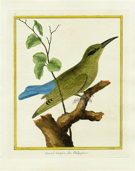 Martinet Bird Prints 1770