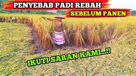 Tips Dan Cara Mengatasi Padi Rebah Sebelum Panen Youtube