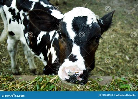 Cow Color Dolmatinsky A Man Feeds A Cow Agriculture Livestock