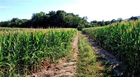 Corn Fields With Road Stock Photo Image Of Plant Corn 6274720