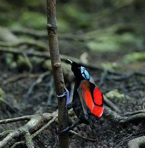 West Papua Birding trip