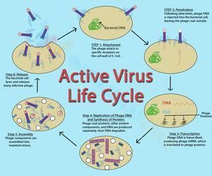 Virus life cycle worksheets