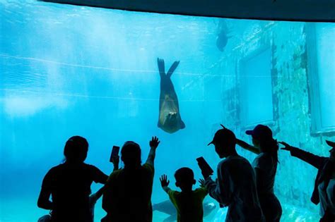 El Heraldo De Veracruz Vuelven Los Martes Gratis En El Aquarium Del