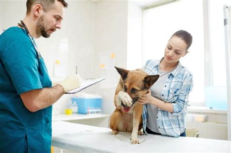 How do vets handle scared dogs? A Comprehensive Guide – KeepingDog