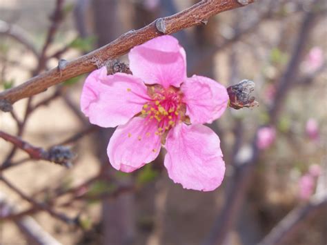 Tumbleweed Crossing: Bradford Pear Tree Blossoms