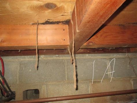 Subterranean Termite Drop Tubes In Murphys California Foothill Sierra