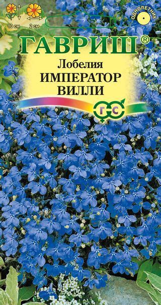 Лобелия Император Вилли Гавриш