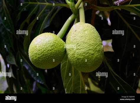 Fruta Del Pan Fruto Artocarpus Fotografías E Imágenes De Alta