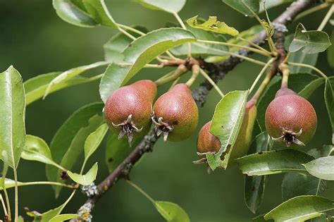 Identifying Trees By Their Fruit