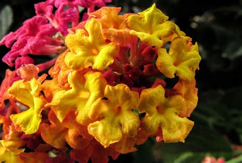 Lantana Kwiaty Kwiatowy Darmowe zdjęcie na Pixabay Pixabay