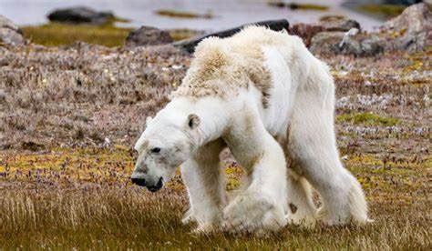 Extinción de los osos polares