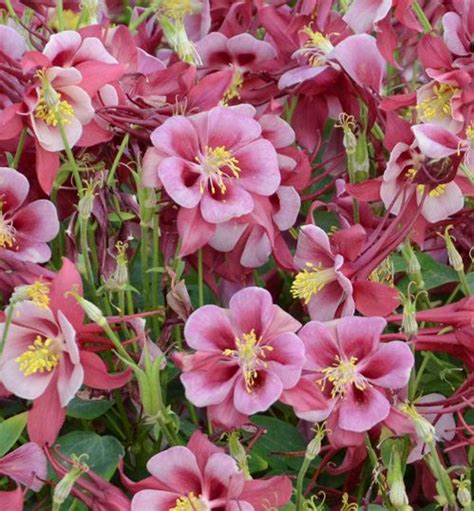 Songbird Cardinal Columbine Natorp S Online Plant Store