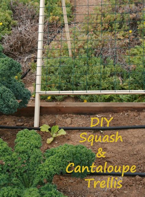 Diy Squash And Cantaloupe Trellis Amber Burst Vegetable Trellis Diy