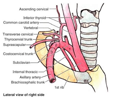 Branches Of Subclavian Artery Mnemonic Epomedicine