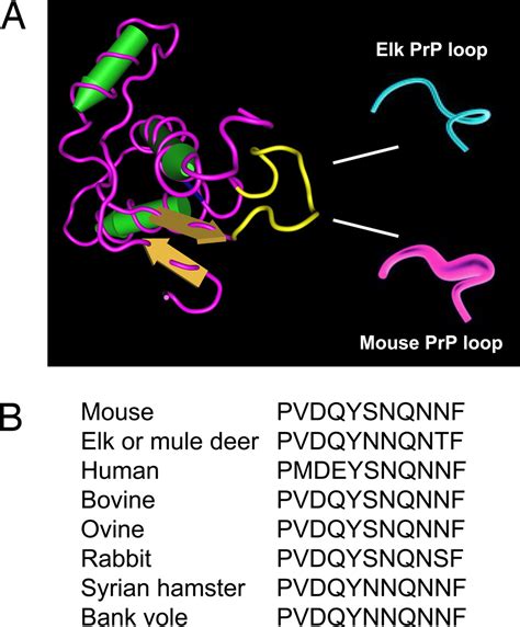 Constraining The Loop Releasing Prion Infectivity Pnas