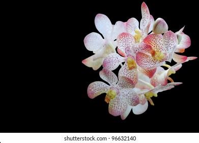 106,502 Orchid Black Background Images, Stock Photos & Vectors | Shutterstock