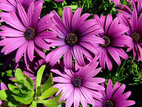 Purple Daisy Flower Wallpaper