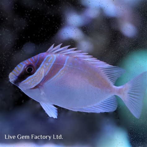 Rabbitfish Two Barred Live Gem Factory Ltd