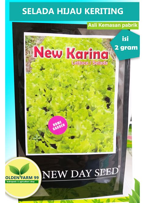 Benih Selada Hijau Keriting New Karina New Day Seed Store Golden