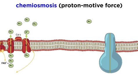 8 Captivating Facts About Proton Motive Force - Facts.net