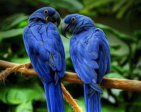 Blue Macaw HD Wallpaper Pxfuel