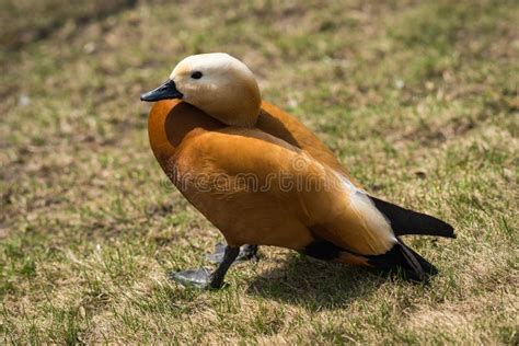 Duck Mandarin Duck in a Natural Habitat Stock Photo - Image of ...