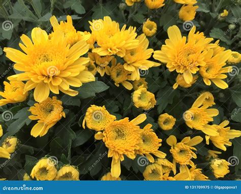 Yellow Chrysanthemums In The Garden Stock Image - Image of beautiful ...