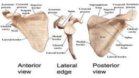 At The Glenoid Cavity The Scapula Articulates With The - Faq-Blog