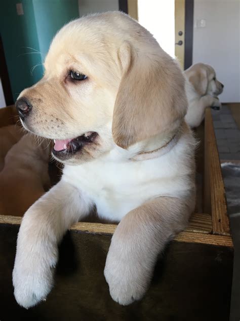 Labrador Retriever Puppies For Sale | Cincinnati, OH #264556