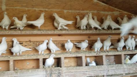 White Homing Pigeons Youtube