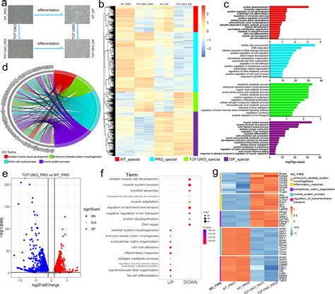 Tcf Deletion Activates Non Muscle Gene Programming In Muscs A