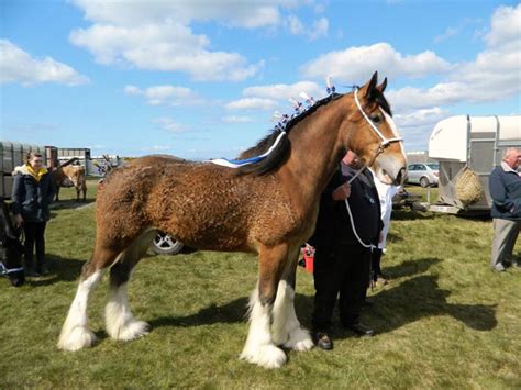 Discover 5 Interesting Clydesdale Horse Facts In 2023 | Horse is Love