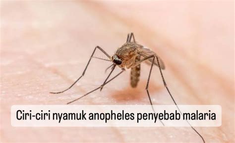 Waspada Ini 6 Ciri Ciri Nyamuk Anopheles Penyebab Malaria Salah