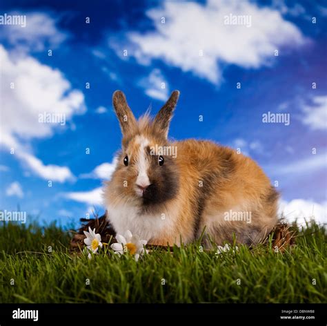 Baby Bunny Hi Res Stock Photography And Images Alamy