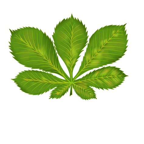 Chestnut tree leaf 18741807 PNG