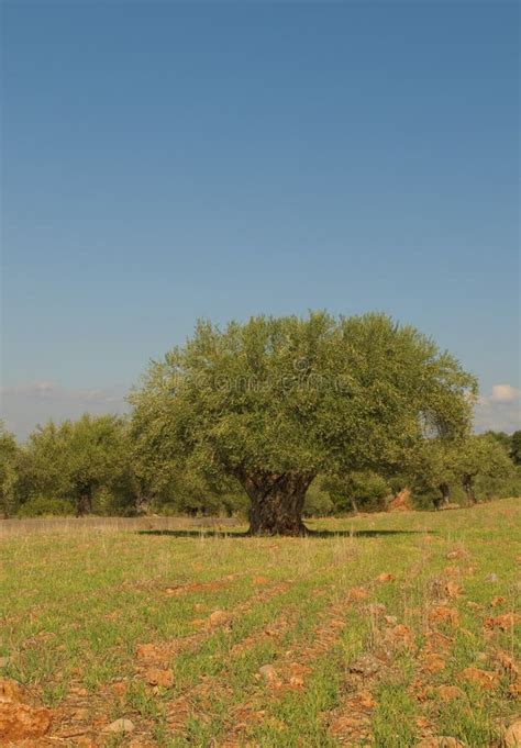 Drzewo oliwne pola obraz stock Obraz złożonej z natura 1415027