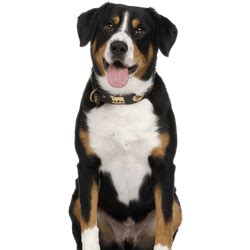 Entlebucher Pit: Character & Ownership - Dog Breed Pictures - dogbible