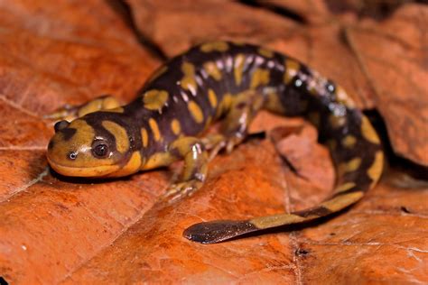 Tiger Salamander Fictionrulezforever Wiki Fandom