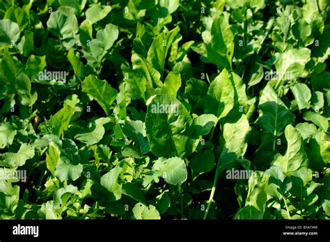 Spinach Spinacia Oleracea Hi Res Stock Photography And Images Alamy