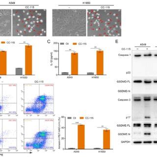 CC 115 Induces The Pyroptosis Of LUAD Cells A Representative Images