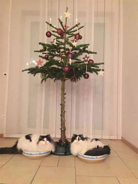 16 Genius Ways To Protect Your Christmas Trees From Cats We Love Cats