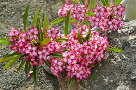 How To Grow The Desert Rose Adenium Obesum